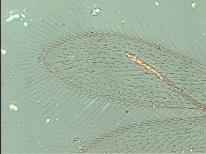 tarsalis Htype 2.jpg