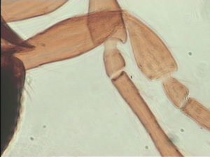 tarsalis Htype 4.jpg