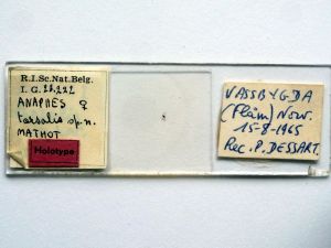 tarsalis Htype s.JPG