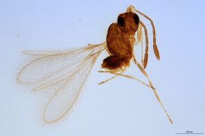 thoracicus  Soyka Htype 0.jpg