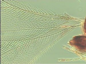 thoracicus Htype 1.jpg