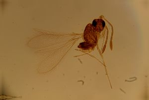 thoracicus Htype 12.jpg