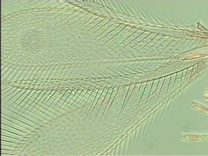 thoracicus Htype 5.jpg