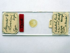 thoracicus Htype s.JPG