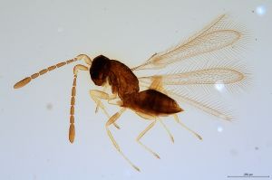 crassa  Soyka Htype 0.jpg