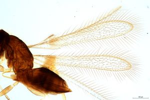 crassa Htype 0-1.jpg