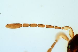 crassa Htype 0-3.jpg