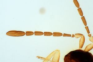 crassa Htype 0-4.jpg