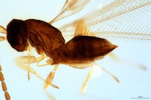 crassa Htype 0-5.jpg