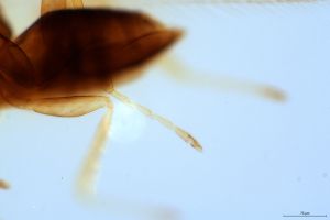 crassa Htype 0-6.jpg