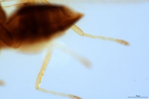 crassa Htype 0-7.jpg