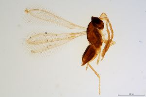 stratipennis  Soyka Htype 0.jpg