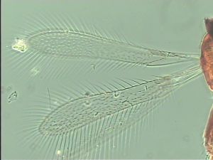 stratipennis Htype 1.jpg