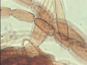 stratipennis Htype 10.jpg