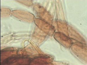 stratipennis Htype 11.jpg