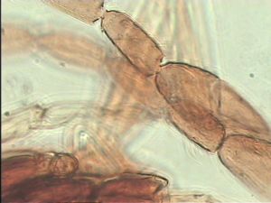 stratipennis Htype 12.jpg