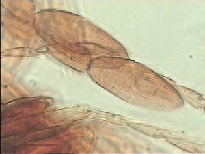 stratipennis Htype 13.jpg