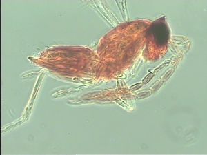 stratipennis Htype 14.jpg