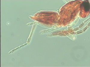 stratipennis Htype 16.jpg