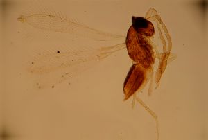 stratipennis Htype 17.jpg