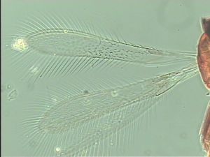 stratipennis Htype 2.jpg