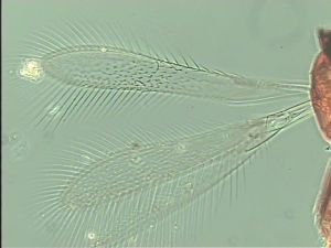 stratipennis Htype 3.jpg