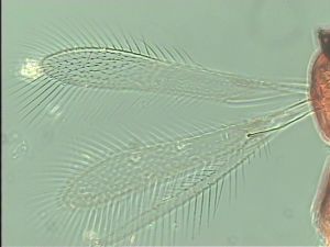 stratipennis Htype 4.jpg