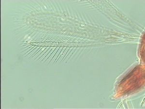 stratipennis Htype 5.jpg