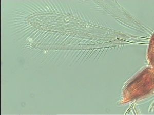 stratipennis Htype 6.jpg