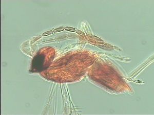 stratipennis Htype 7.jpg