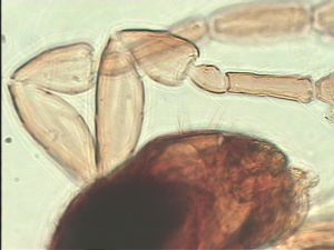 stratipennis Htype 8.jpg