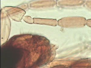 stratipennis Htype 9.jpg