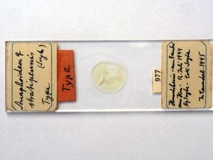 stratipennis Htype s.JPG