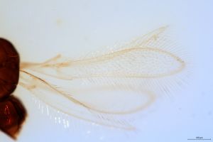 debilipennis Htype 0-1-1.jpg