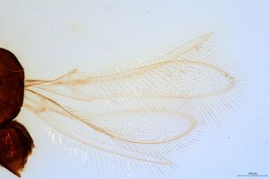 debilipennis Htype 0-1-2.jpg