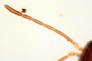 debilipennis Htype 0-2.jpg