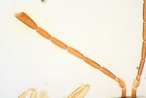 debilipennis Htype 0-3.jpg