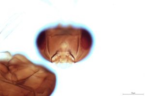 debilipennis Htype 0-4.jpg