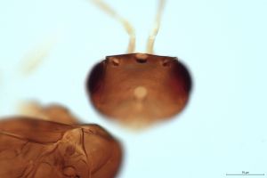 debilipennis Htype 0-5.png