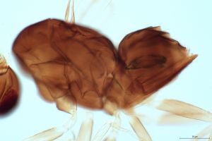 debilipennis Htype 0-6-1.png