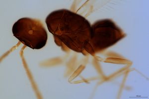 debilipennis Htype 0-6.jpg