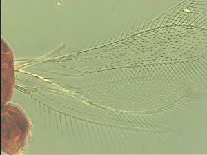 debilipennis Htype 1.jpg