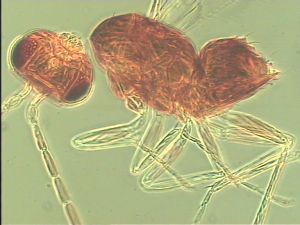 debilipennis Htype 10.jpg