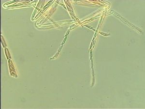 debilipennis Htype 12.jpg