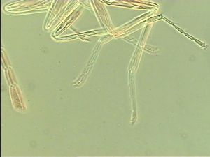 debilipennis Htype 13.jpg