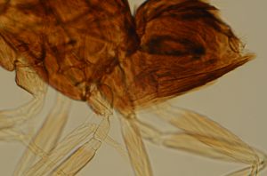 debilipennis Htype 16.jpg