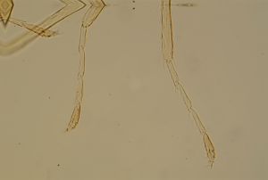 debilipennis Htype 17.jpg