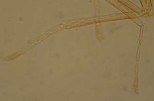 debilipennis Htype 18.jpg