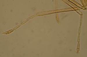 debilipennis Htype 19.jpg