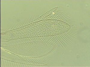 debilipennis Htype 2.jpg